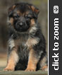 German Shepherd puppy