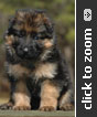 German Shepherd puppy