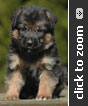 German Shepherd puppy