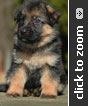 German Shepherd puppy
