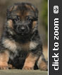 German Shepherd puppy