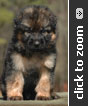 German Shepherd puppy