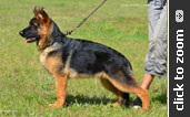 German Shepherd