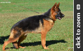 German Shepherd