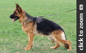 German Shepherd