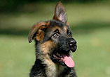 9 weeks old imported GSD puppy