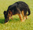 German Shepherd puppy Nemka