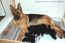 German Shepherd puppies: F-litter von Lotta newborn