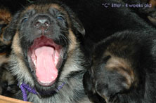 German Shepherd puppies 4 weeks old
