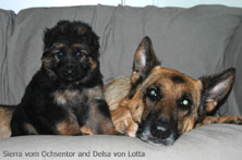 German Shepherd dog and German Shepherd puppy