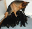4 weeks old puppies and Nemka