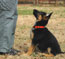 Training Caelin (orange collar female) at 9 weeks old
