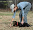 Training Caelin (orange collar female) at 9 weeks old