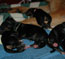 Newborn puppies