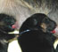 Newborn puppies: Brianna and Berrin von Lotta