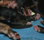 Newborn puppies