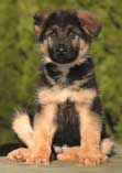 German Shepherd puppy Yukon